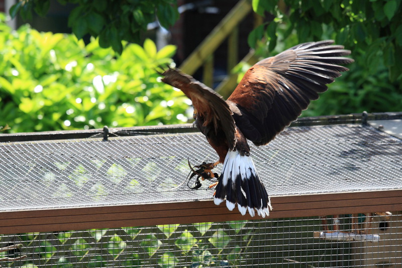 Buizerd