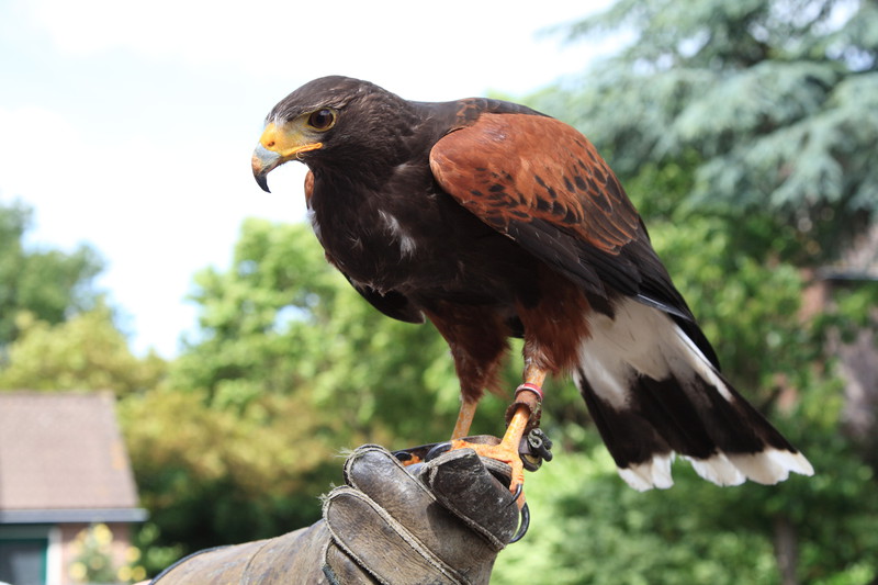 Buizerd4