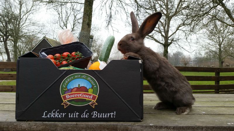 Buurtbox met konijn b