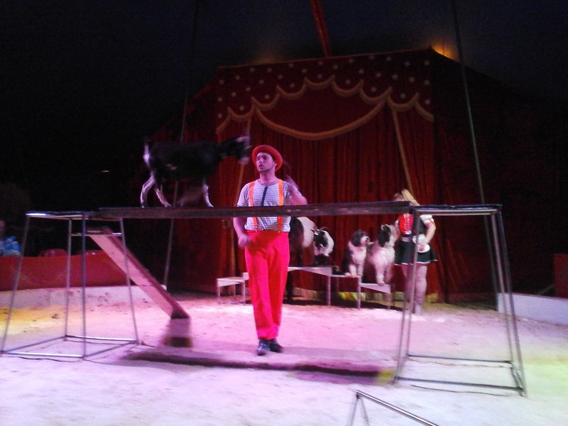 CircusBarani 5