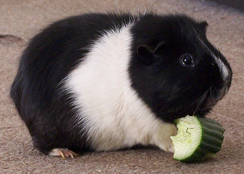 Cavia 2