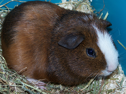 Cavia 4