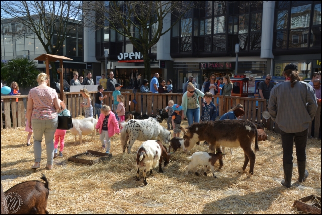 Lente op de boerderij Stadshart GVW 2488