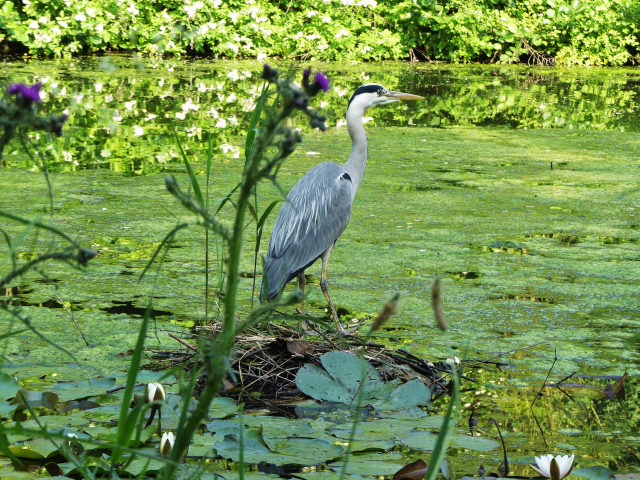 blauwereiger 1