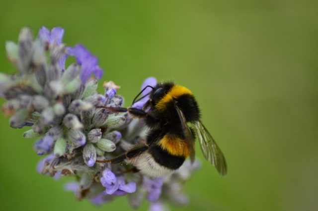 bij op lavendel