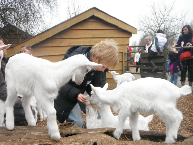 geitjes voeren 3