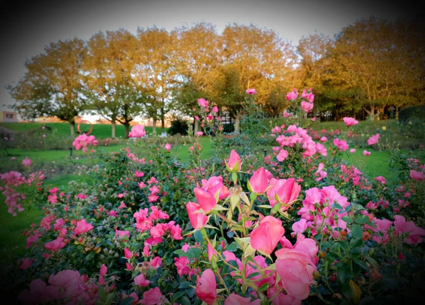 nov19 j.stahlecker floriadepark