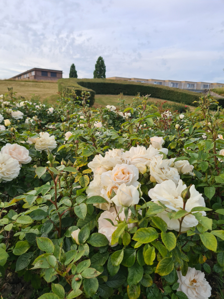 Jolene_Ganga_rosarium_rokkeveen