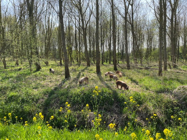 jun20 r veeninga Zwaantjes Rokkeveen