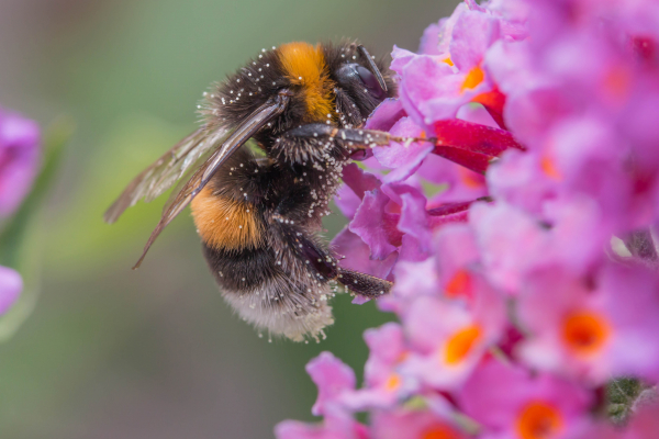 Aardhommel op vlinderstruik. John van Tongeren. 2e prijs 2019