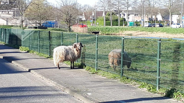 schaap2