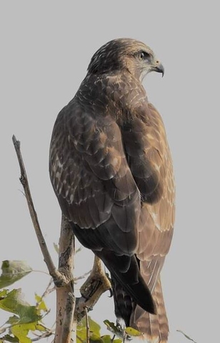 Buizerd Renate Jansen