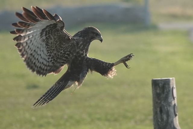 Buizerd Ruud Hendriks2