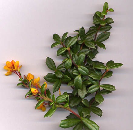 Berberis darwinii