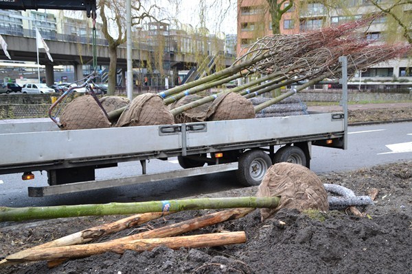 bomen-planten