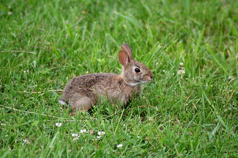 konijn in gras